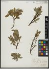 Foto von Salix hastata L.
